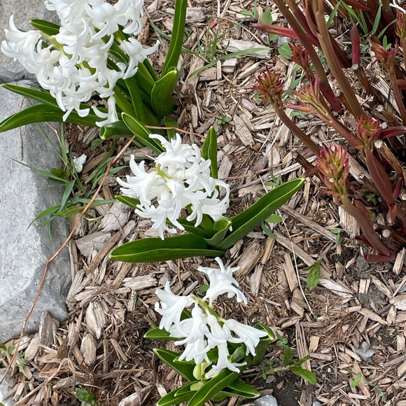 My Style linen wide leg pants. Size large. - Picture 5 of 9